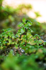 Young green leaves emerge in early spring