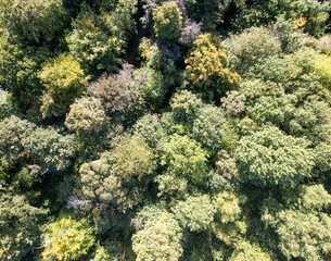 Aerial view of trees in a forest in England