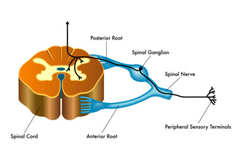 Medical illustration showing the connection of the spinal ganglion to the spinal cord, with annotations regarding the pathway.
