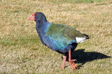 endangered New Zealand Takahe (porphyrio hochstetteri), a colorful, endemic New Zealand flightless bird, seen in wildlife near Dunedin, south island, New Zealand