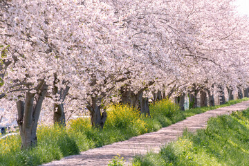 Fototapeta premium 満開の桜並木と菜の花 春の風景