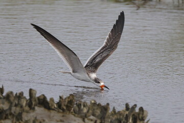 Black skimmer birds skimming eating small fish on water