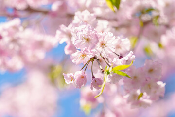 枝垂桜の花　明るい春のイメージ