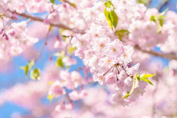 枝垂桜の花　明るい春のイメージ