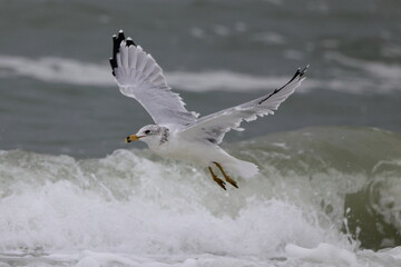 Sea gull flying in the ocean surf.