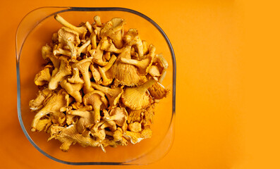 Harvest of chanterelle mushrooms in a transparent dish on an orange background