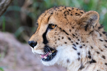 Cheetah