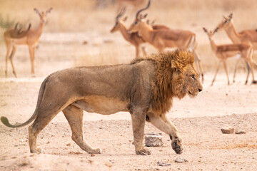 lion with impala's in the background