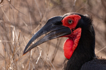 Ground Hornbill