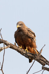 Yellow-Billed Kite