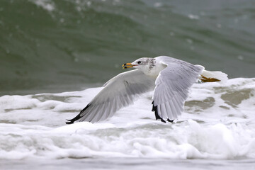 Sea gull flying in the ocean surf.