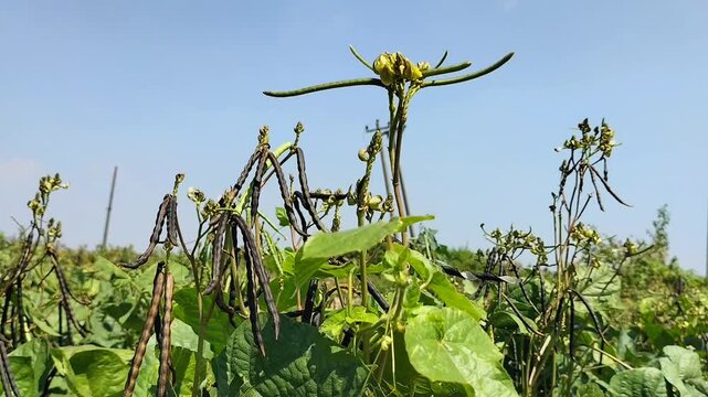 Closeup footage of Mung bean pods, crop planting at the fields with blue sky. Indonesia.
