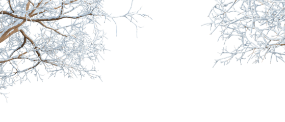  snow covered branches isolated on transparent