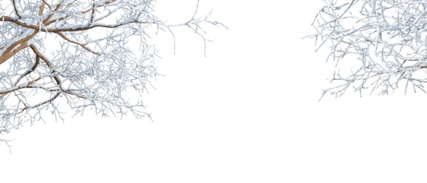  snow covered branches isolated on transparent