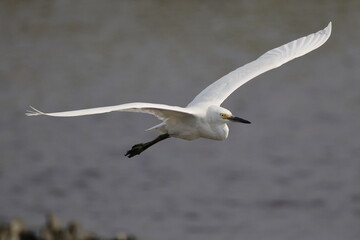 Beautiful white egret bird in flight in saltwater marsh reeds