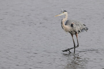 Great blue heron in salt water marsh