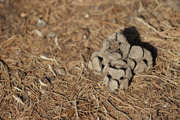 dry seed pods  of cupressus sempervirens on the ground