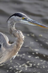 Closeup great blue heron against blurry background of watery saltwater marsh. 