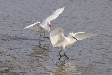 Pair of juvenile egrets playing in saltwater marsh water. 