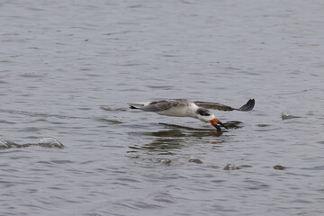 Black skimmer bird eating small fish