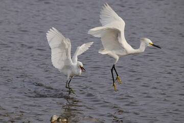 Pair of juvenile egrets playing in saltwater marsh water. 