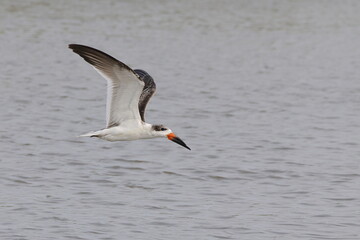 Black skimmer bird skimming the water eating small fish
