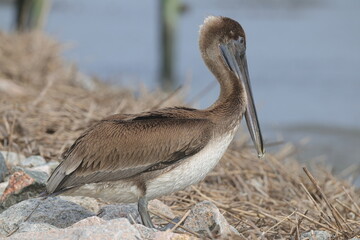 Brown pelican closeup headshot, with blurry water background. 