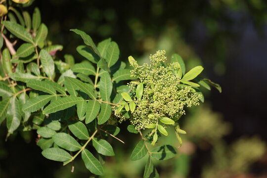 flowers and leaves of schinus terebinthifolius raddi tree