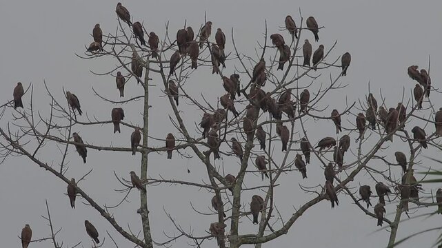 Yellow billed kite Milvus Aegyptius flock roosting on bare branched tall tree by lakeside 