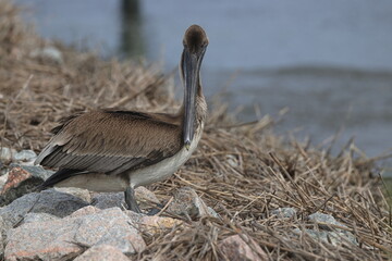 Brown pelican closeup headshot, with blurry water background. 