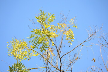 Styphnolobium japonicum is a species of deciduous tree