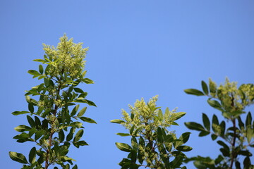 flowers and leaves of schinus terebinthifolius raddi tree