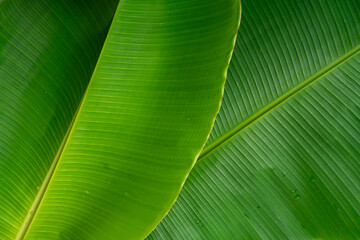 Tropical banana leaf texture, green nature background