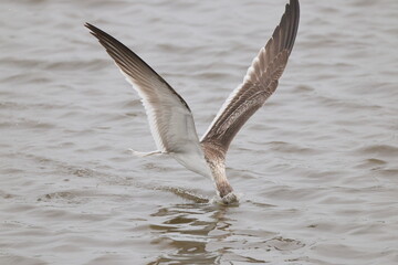 Black skimmer bird eating small fish