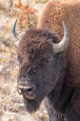 Fototapeta premium Bison in Yellowstone National Park Wyoming in Autumn