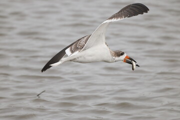 Black skimmer bird eating small fish