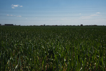 Landscape with green wheat field and cloudy sky in the background.