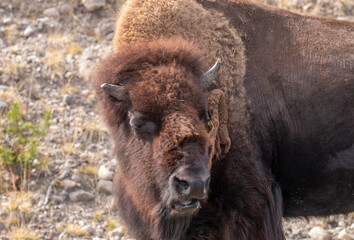 Bison in Yellowstone National Park Wyoming in Autumn