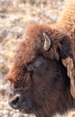 Bison in Yellowstone National Park Wyoming in Autumn