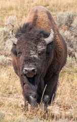 Fototapeta premium Bison in Yellowstone National Park Wyoming in Autumn