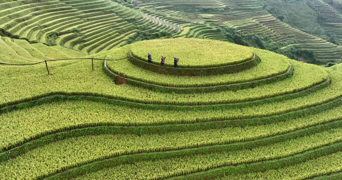 The terraced fields in Mu Cang Chai, Yen Bai during harvest season are beautiful. Photo taken in Yen Bai on October 4, 2023.