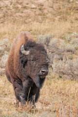 Bison in Yellowstone National Park Wyoming in Autumn
