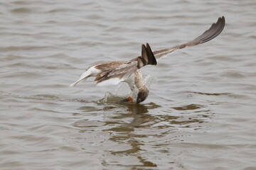 Black skimmer bird eating small fish