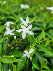 white flowers in the garden