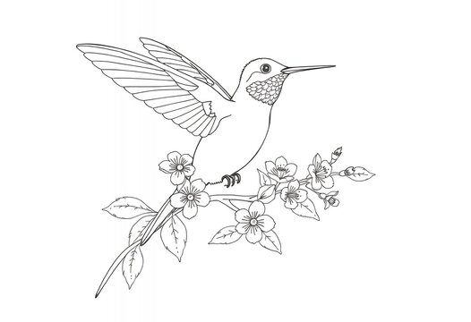 recommend clip art: Hummingbird Perched on Branch with Flowers Line Art Illustration