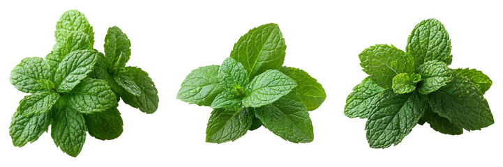 Fresh mint leaves isolated on a transparent background perfect for food illustrations or healthy lifestyle designs.