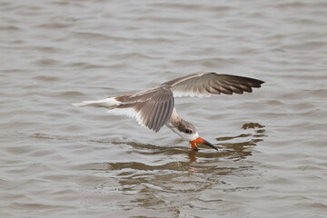 Black skimmer bird eating small fish