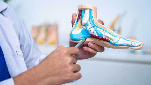 Professional Podiatrist doctor diagnose foot during medical examination of patient, doctor use foot model to explain the problem or injury of bone, structure of ankle, use x-ray to plan a surgery.