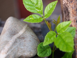 Hintergrund Pflanze und Stein