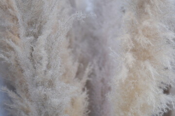 Decorative fluffy reed sways with gusts of wind on background of blue sky. Closeup shot of dry wild grass in field or botanical garden under autumn sunny sky 